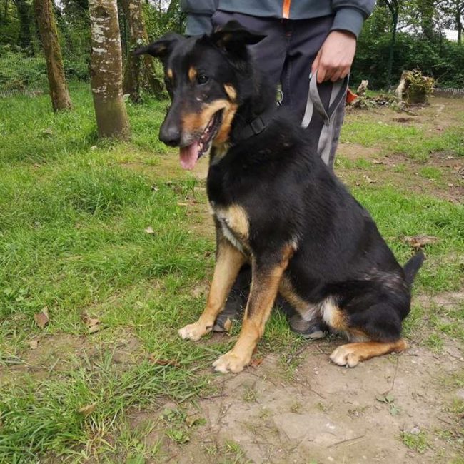 Outch - Chien à adopter