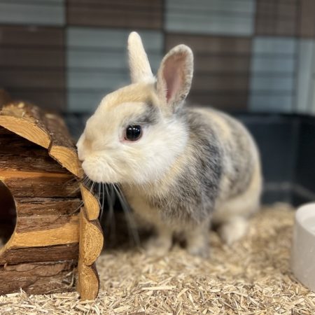 Lana - Rongeur Lapin à adopter
