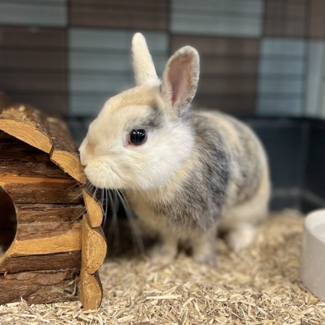 Lana - Rongeur Lapin à adopter