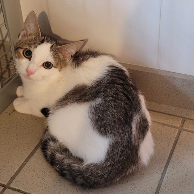 Waka