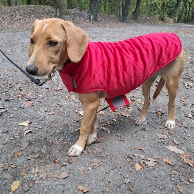 Mona - Chien à adopter