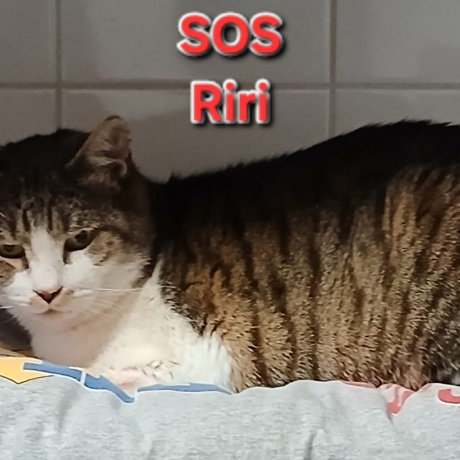 Riri - Chat Européen à adopter