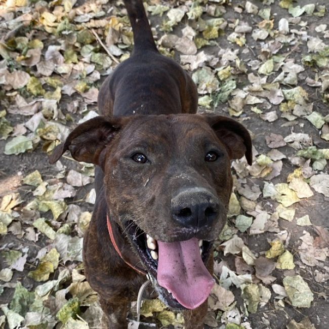 Zeus - Chien Bouledogue Américain à adopter