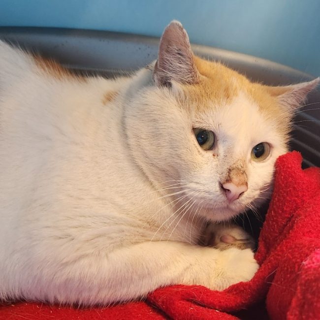 Dao - Chat Européen à adopter