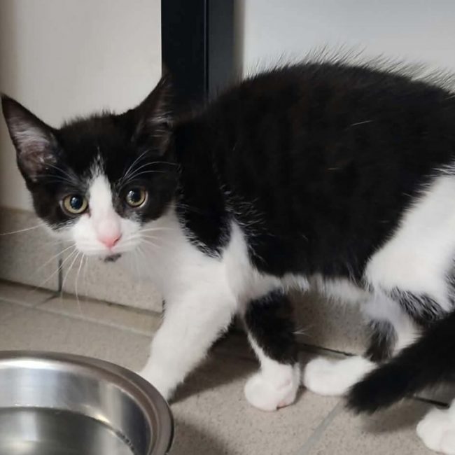 Santiago - Chat Européen à adopter