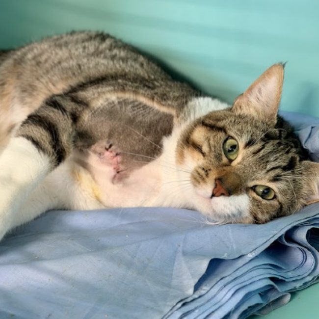 Pupuyu - Chat Européen à adopter