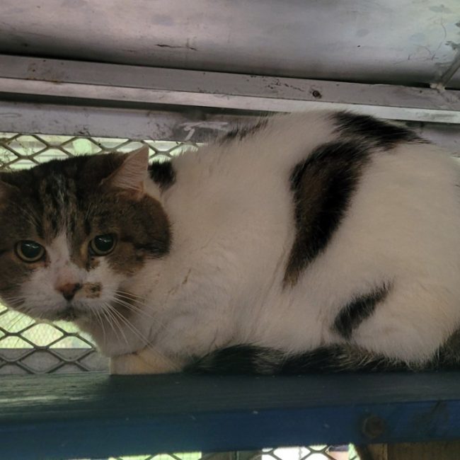 Jupiter - Chat Européen à adopter