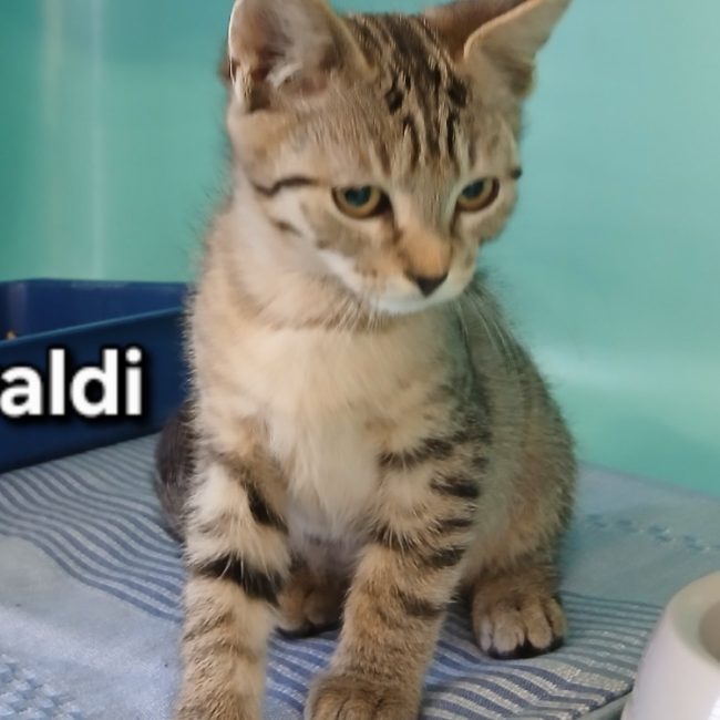 Vivaldi