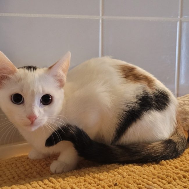 Yuna - Chat Européen à adopter