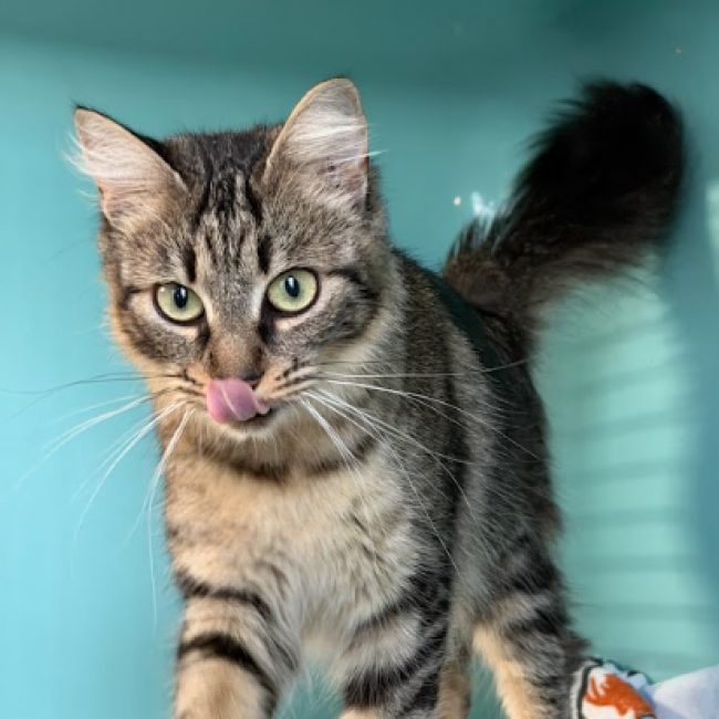 Tanya - Chat Européen à adopter