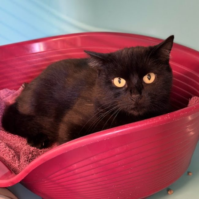 Senna - Chat Européen à adopter
