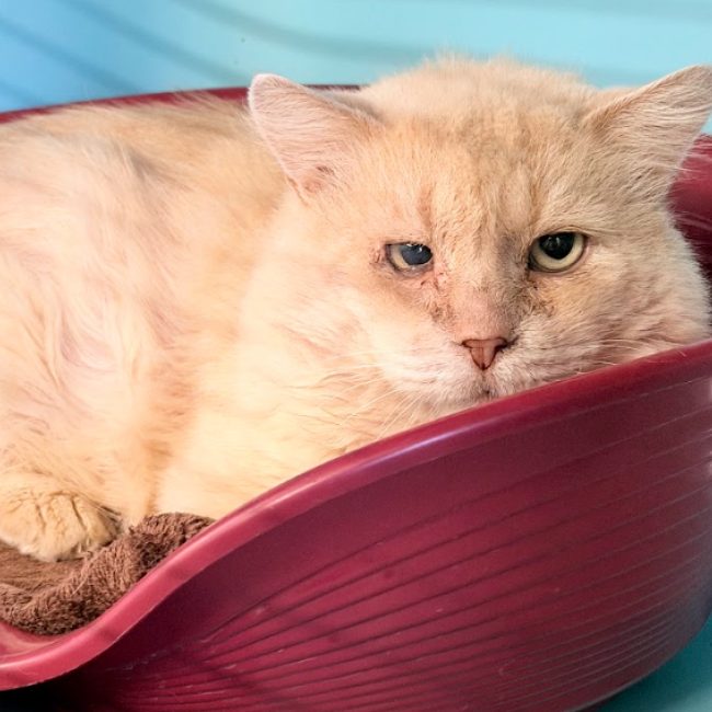 Stratus - Chat Européen à adopter