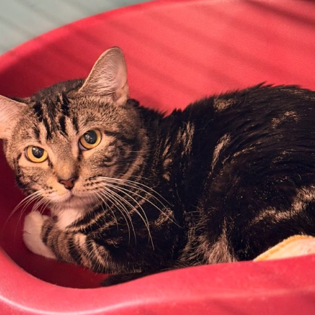 Ateara - Chat Européen à adopter