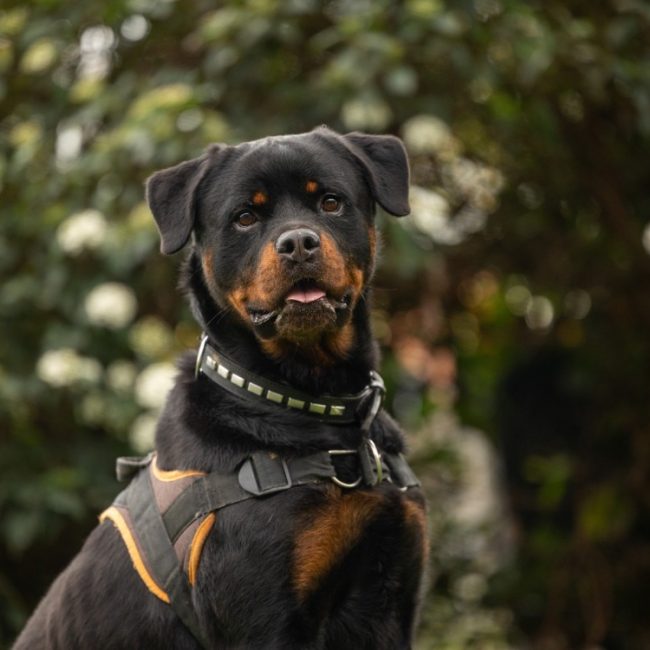 Twist - Chien Rottweiler à adopter