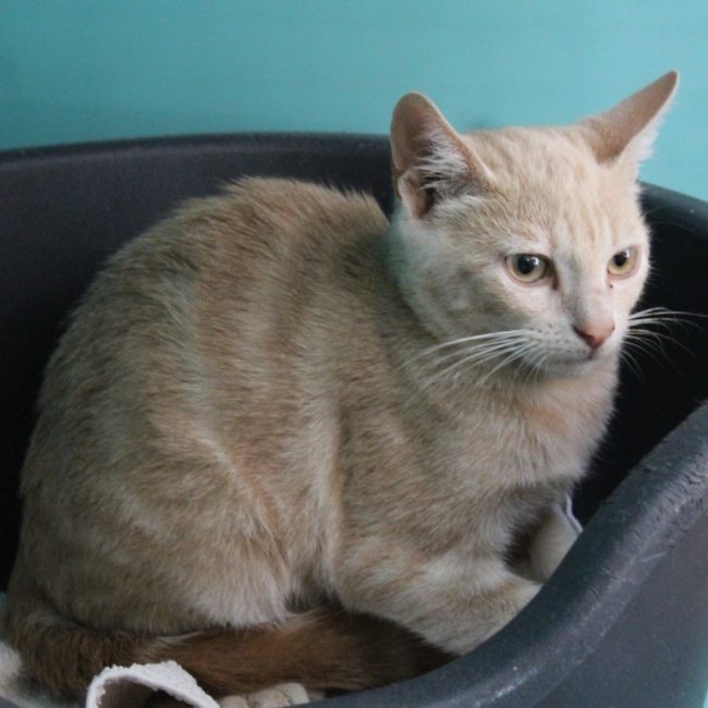Flint - Chat Européen à adopter