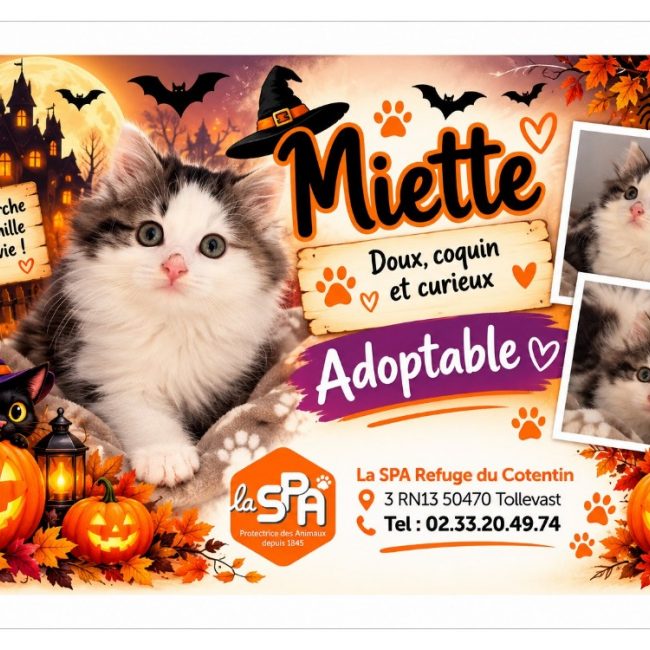 Miette - Chat Européen à adopter