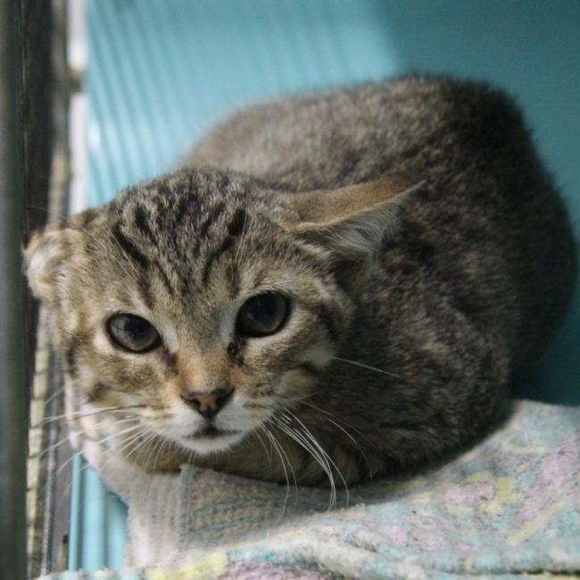 Storm - Chat Européen à adopter