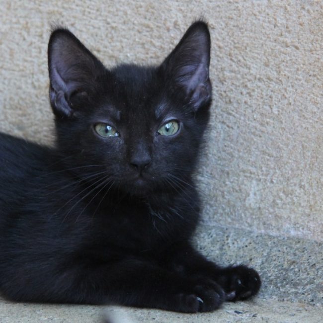 Gimli - Chat Européen à adopter