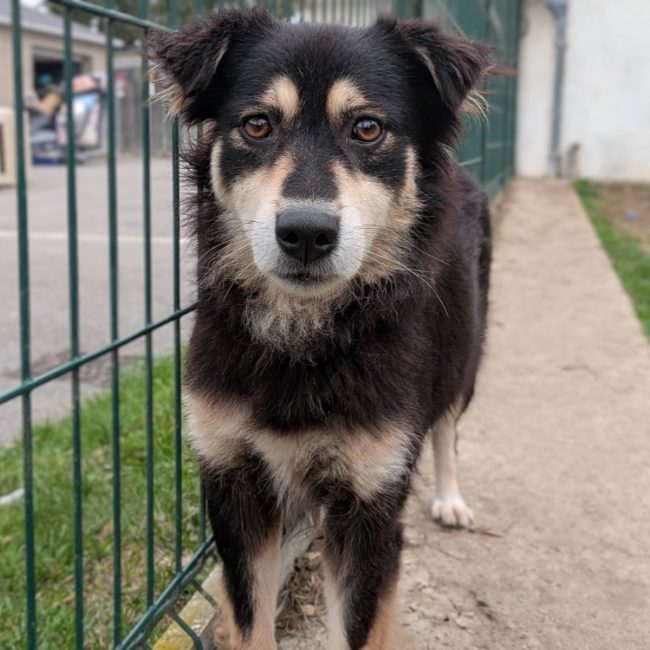 Chance - Chien à adopter