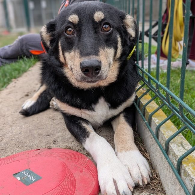 Trixie - Chien à adopter