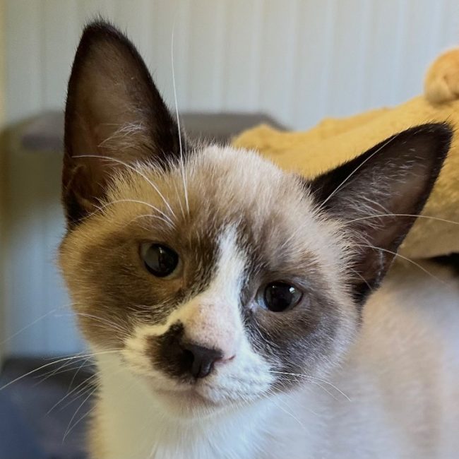 Boursin - Chat Européen à adopter