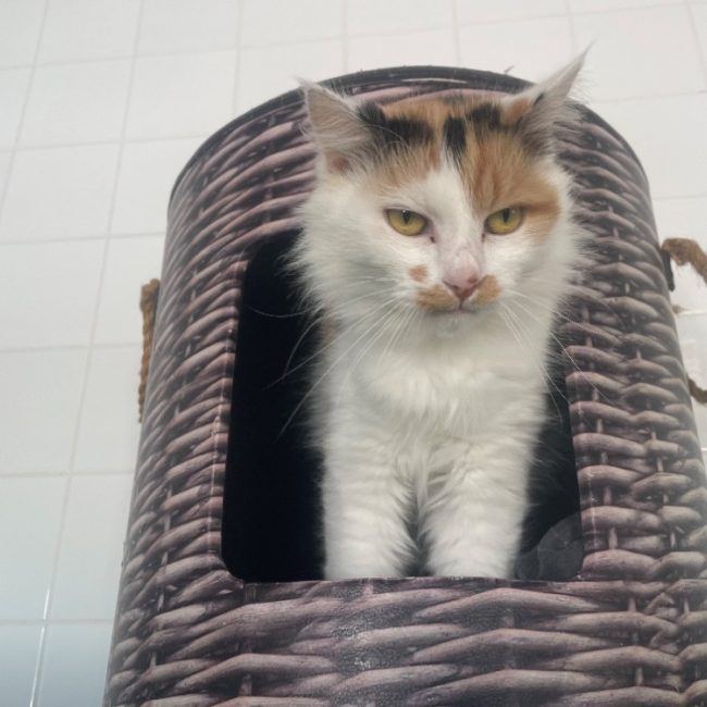 Nina - Chat Européen à adopter