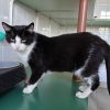 Fricanne