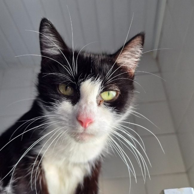 Fricanne - Chat Européen à adopter