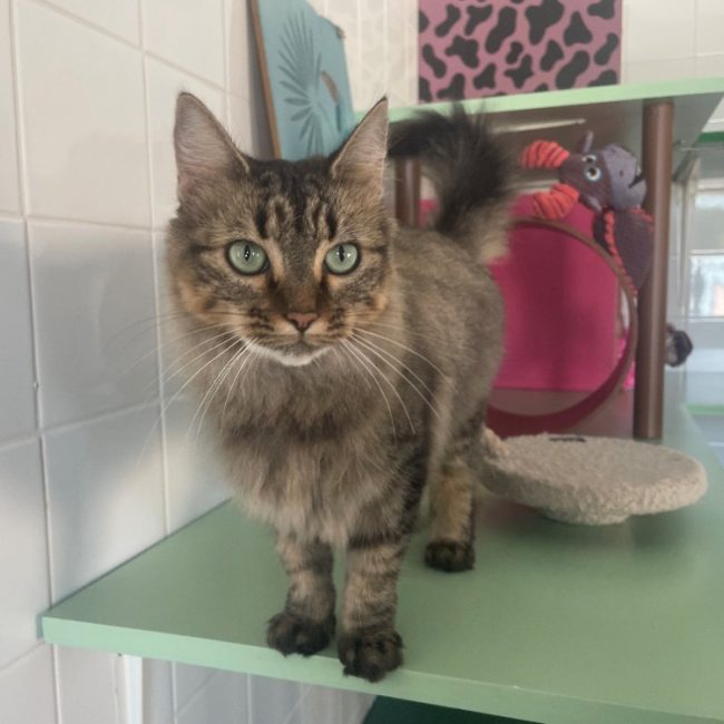 Sushi - Chat Européen à adopter