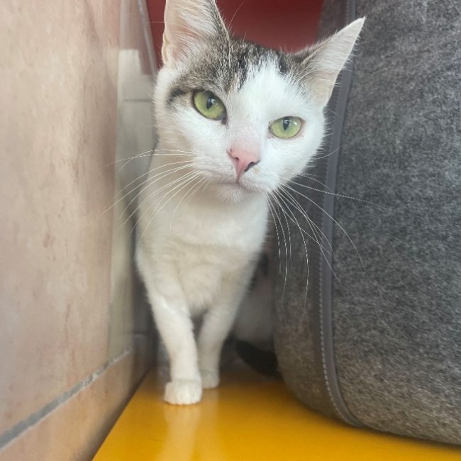 Tinka - Chat Européen à adopter