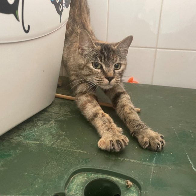 Karla - Chat Européen à adopter