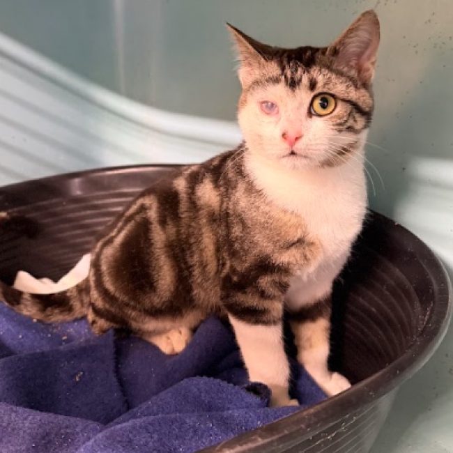 Nahuel - Chat Européen à adopter