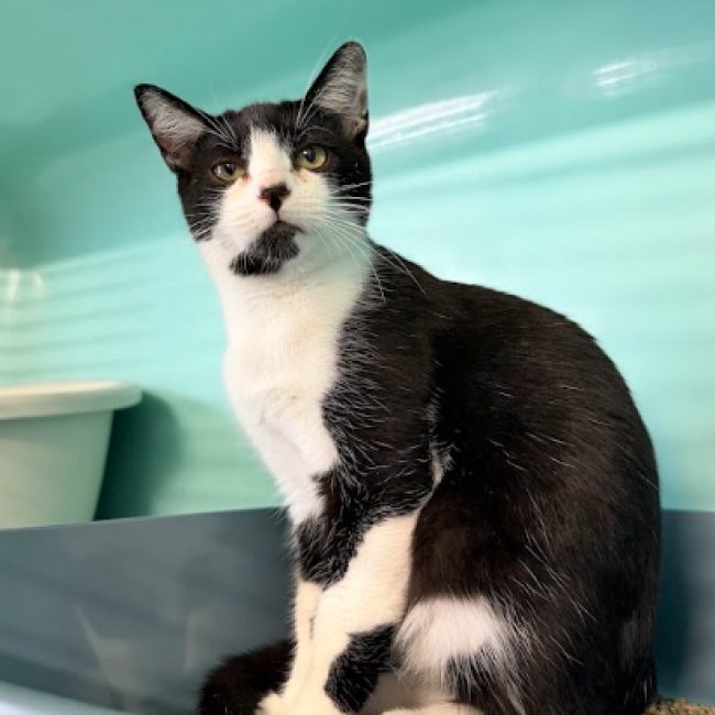 Woocky - Chat Européen à adopter