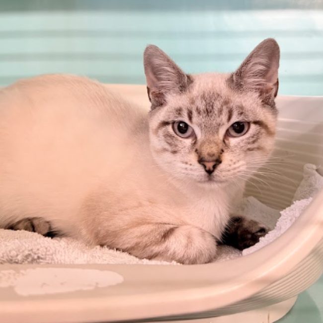 Main - Chat Européen à adopter