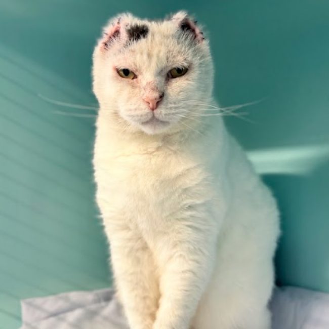 Zibou - Chat Européen à adopter