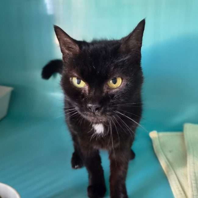 Kalinette - Chat Européen à adopter