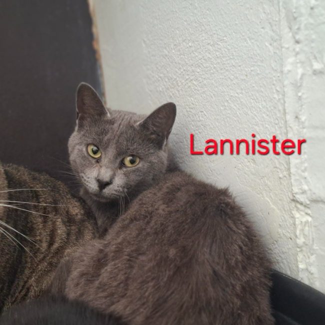 Lannister - Chat Européen à adopter
