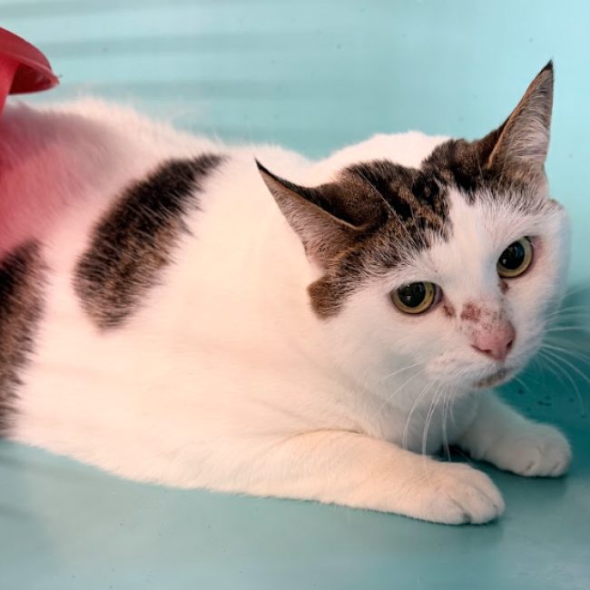 Liz - Chat Européen à adopter