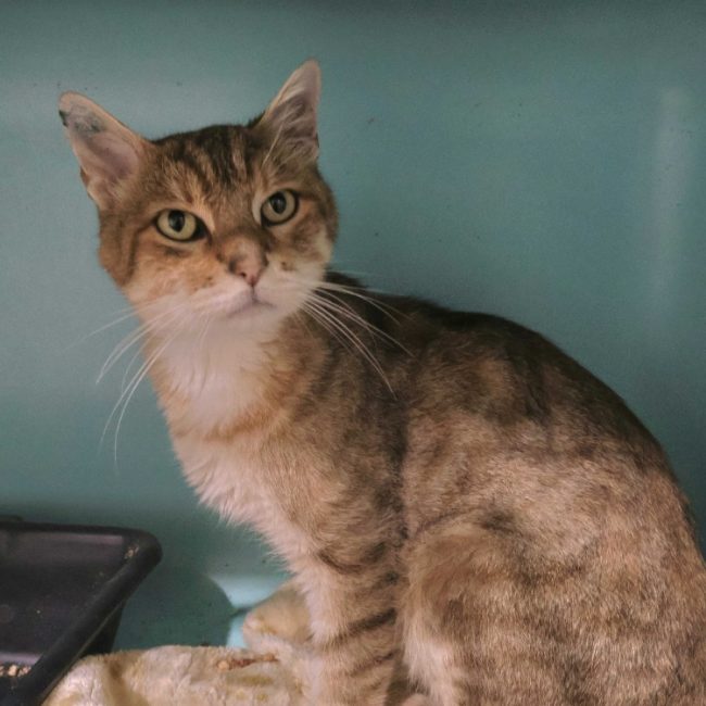 Potiron - Chat Européen à adopter