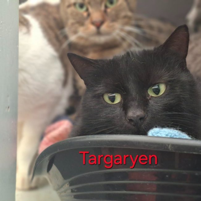 Targaryen - Chat Européen à adopter