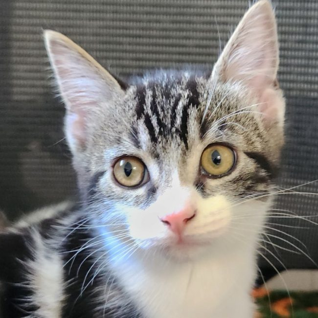 Salvador - Chat Européen à adopter