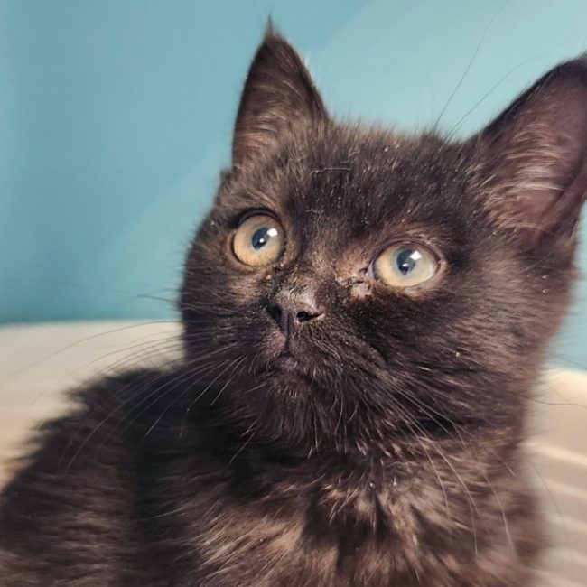 Chuan - Chat Européen à adopter