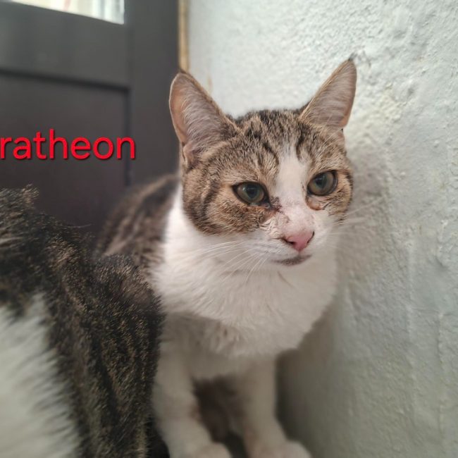 Baratheon - Chat Européen à adopter