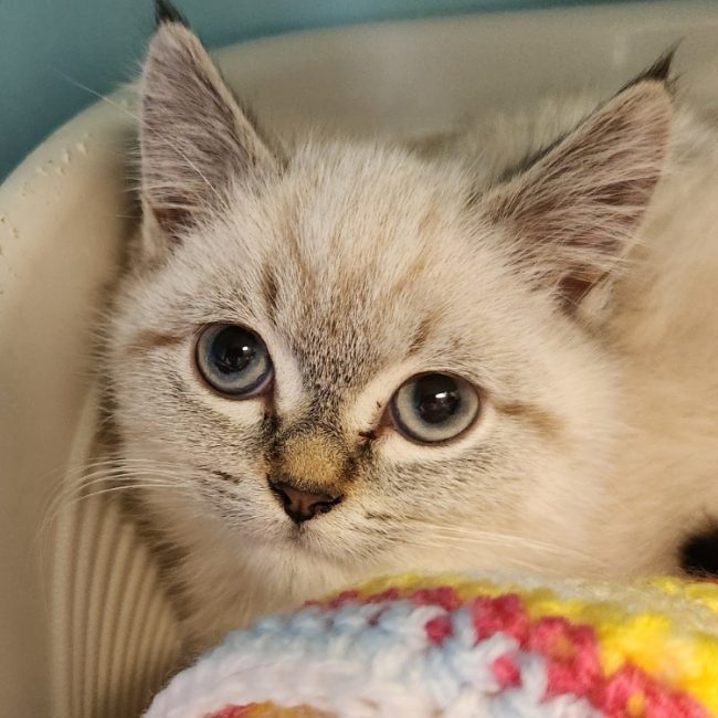 Santi - Chat Européen à adopter