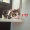 Frey