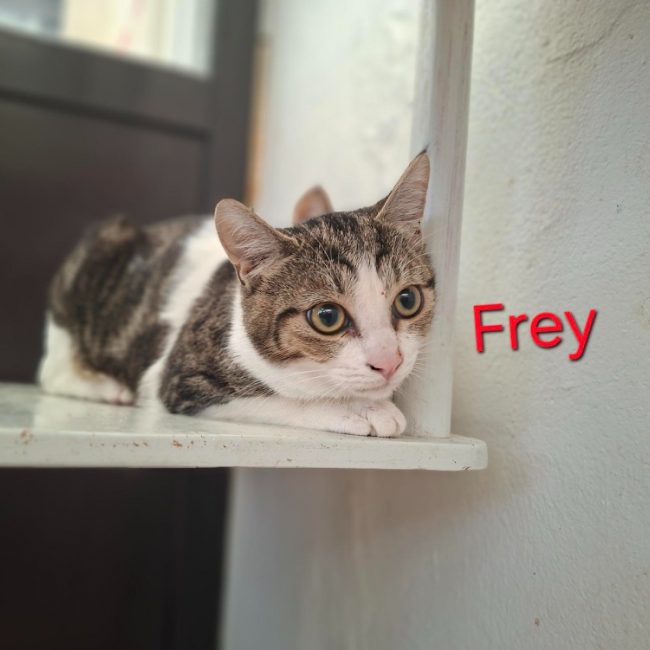 Frey - Chat Européen à adopter