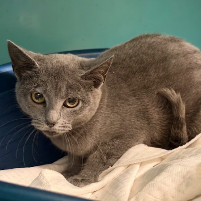 Bluey - Chat Européen à adopter