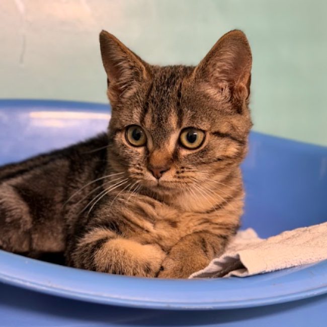 Biscotte du buisson - Chat Européen à adopter