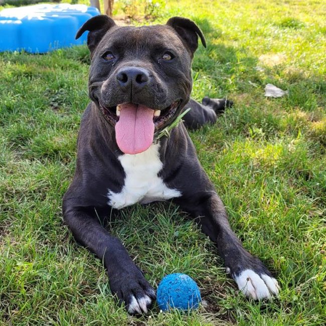 Maestro - Chien à adopter