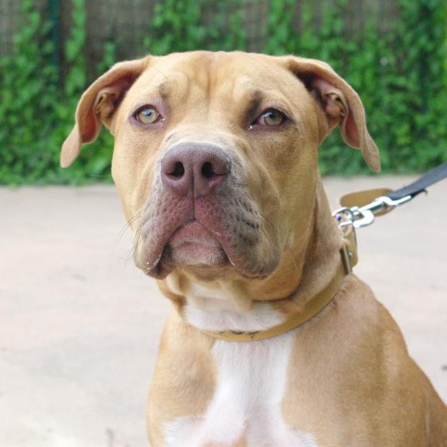 Toby - Chien Bouledogue Américain à adopter